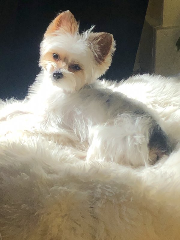 Adorable 1YearOld Parti Yorkie for Sale in Denver, Colorado