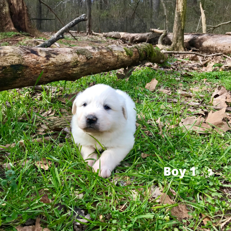 boy 1 labeled.png
