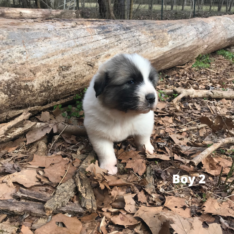 boy 2 labeled.png