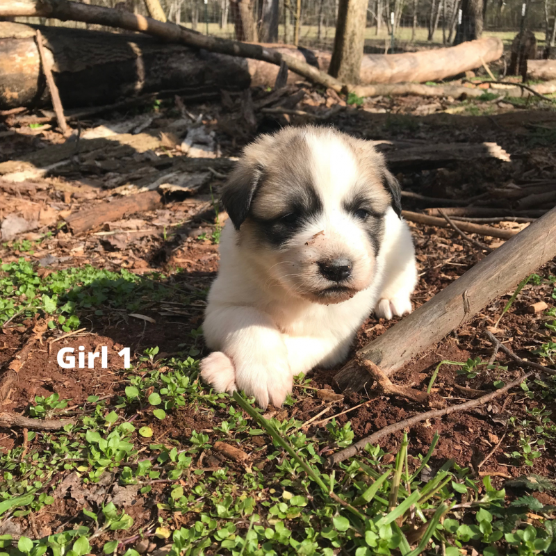 girl 1 labeled.png