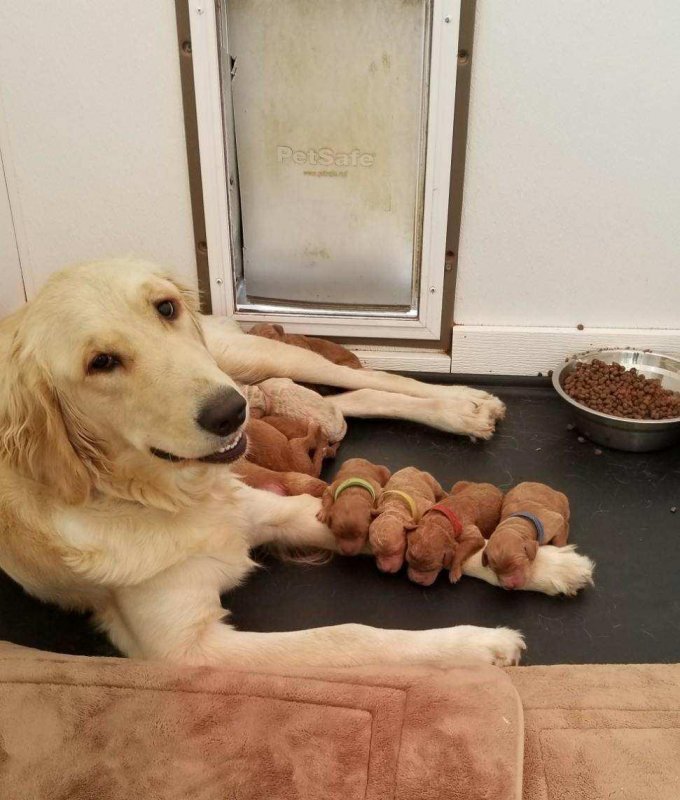 Lucy and puppies.jpg