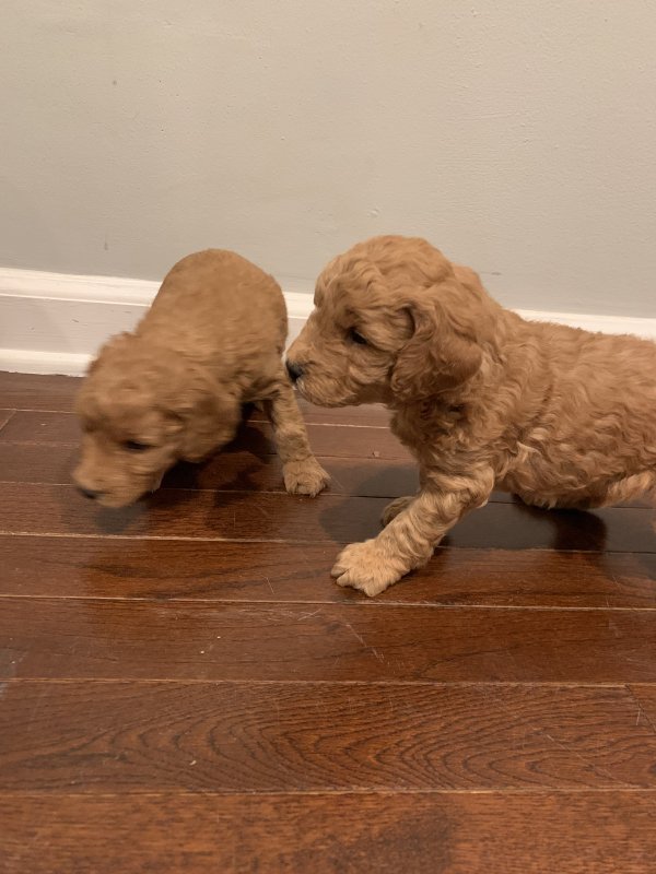 Mini Goldendoodle Puppies NJ