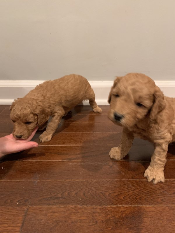 Mini Goldendoodle Puppies NJ