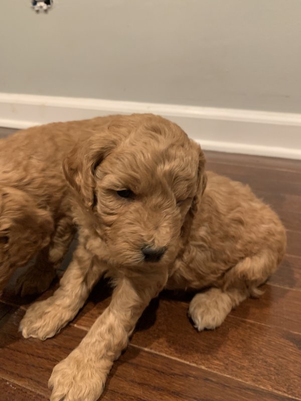 Mini Goldendoodle Puppies NJ