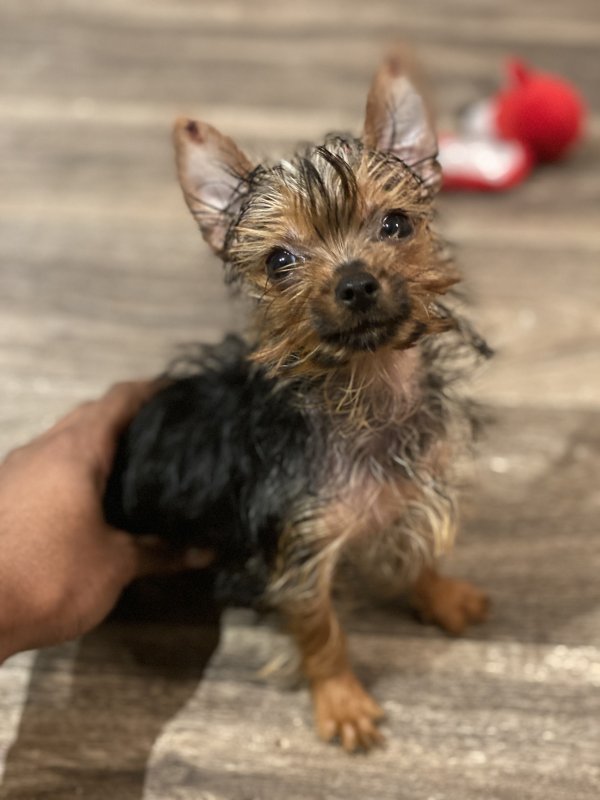 Yorkie Puppy for Sale in Atlanta,
