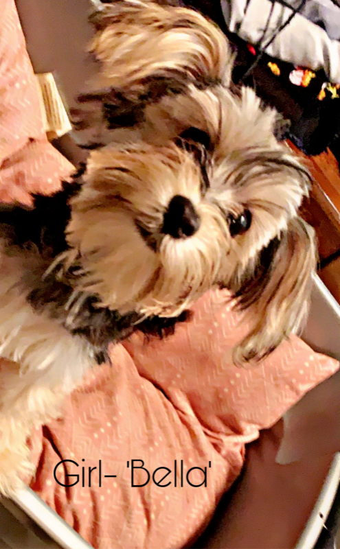 bella.png