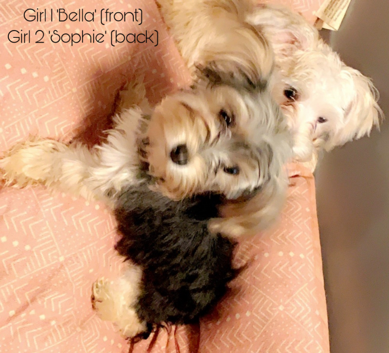 puppies.png