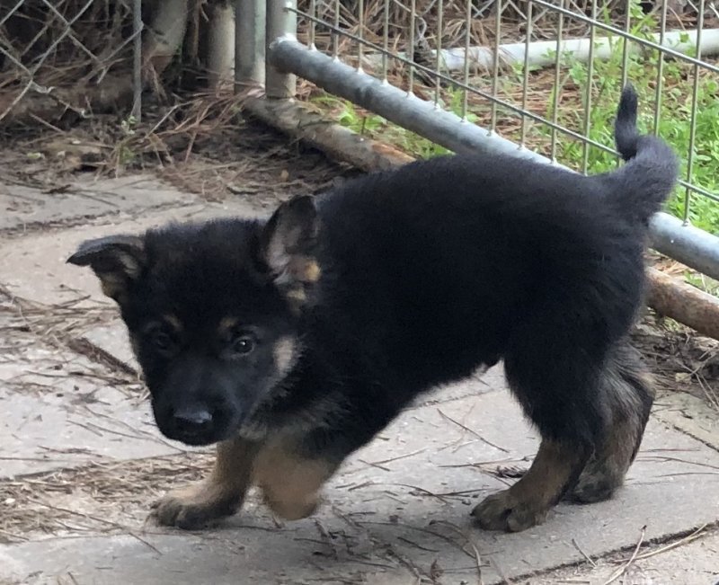 puppy.jpg