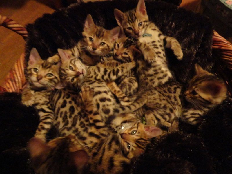 basket of kittens.jpg