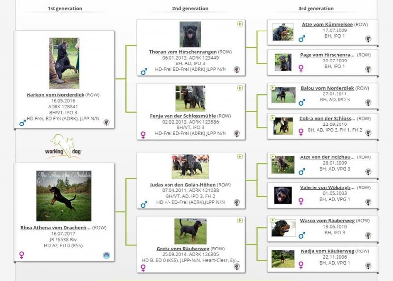 puppies Pedigree.jpg puppies Pedigree.jpg