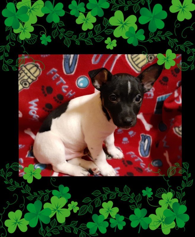 teddy roosevelt rat terrier puppies