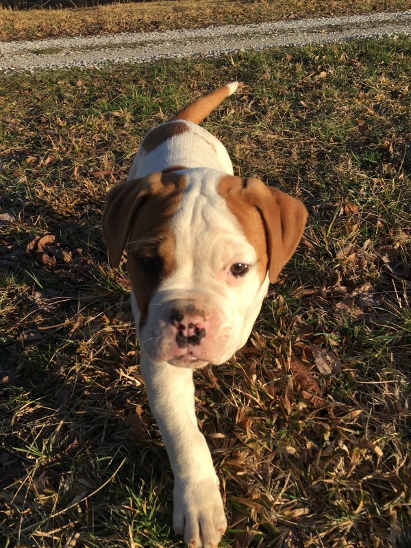 American Bulldog for Sale in Eubank, Kentucky