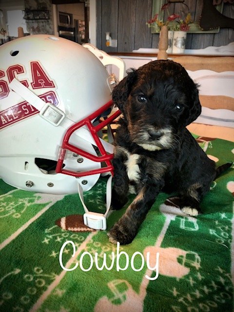 Cowboy4wk2.jpg