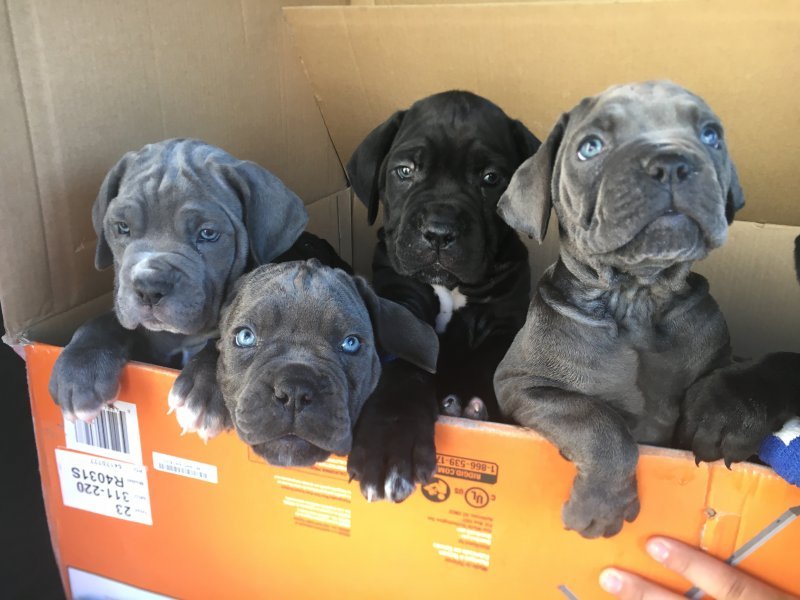 puppy pack.JPG