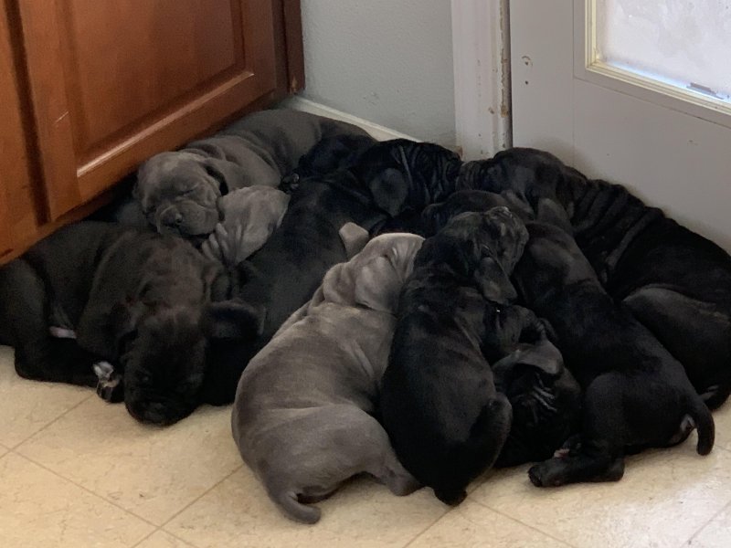 puppy huddle.jpg