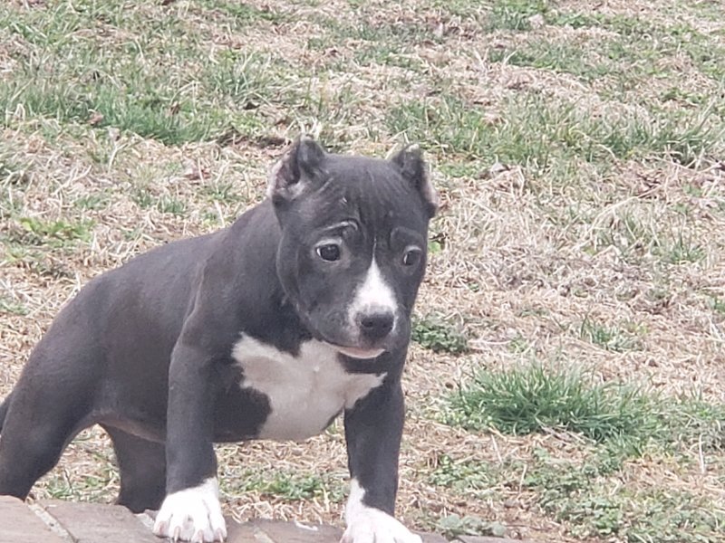 bolivar bully missouri puppies female american