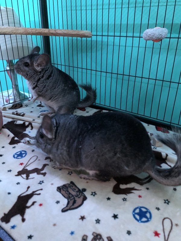 Chinchilla Brothers for Sale in Wilmington, North Carolina