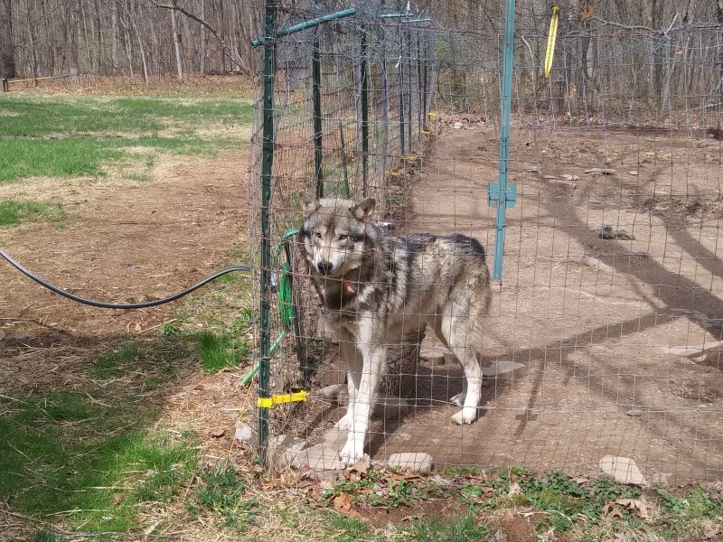 Wolf Dog Puppies for Sale in Hedgesville, West Virginia