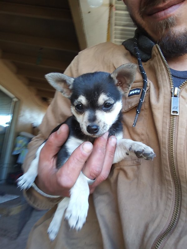 Chihuahua/Miniature Pinscher Mix Puppy for Sale in Phoenix