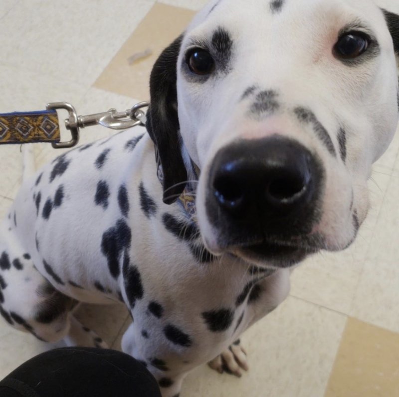 AKC Registered Dalmatian for Sale in Spokane, Washington