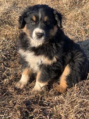 bruiser.jpg