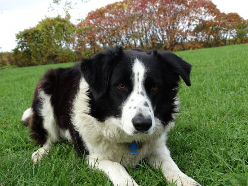 Border Collie for Sale in Oakfield, Wisconsin