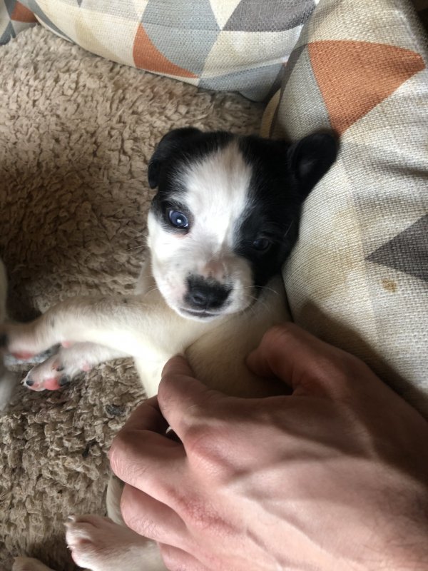 Dalmatian, Husky, Lab, & Pointer Mix