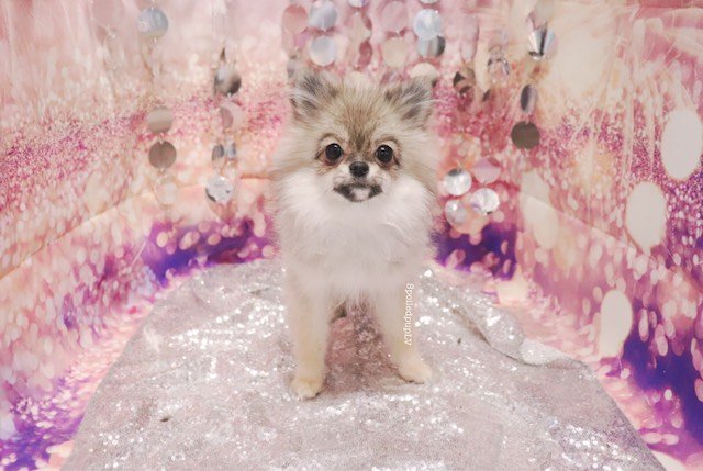 minnie1.jpeg