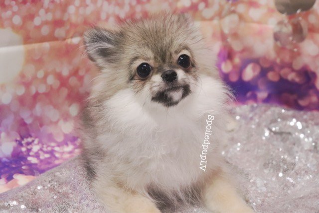 minnie2.jpeg