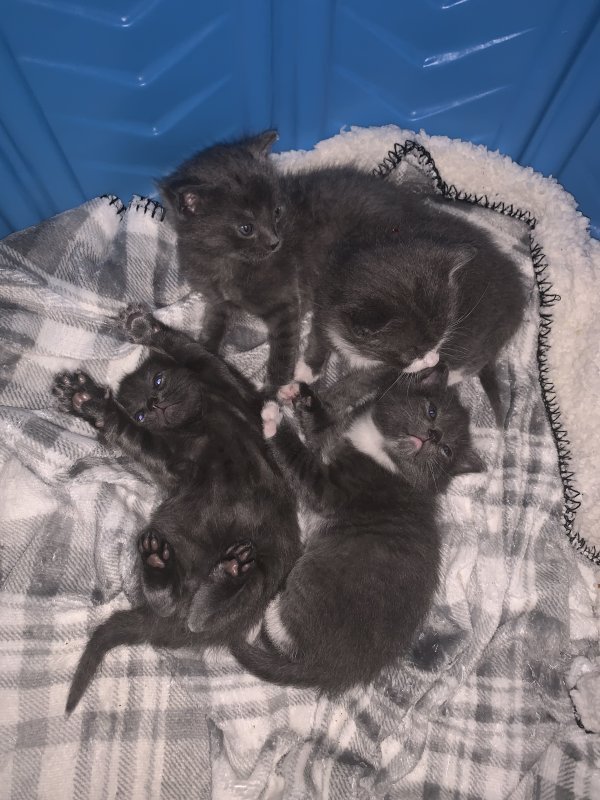 Tuxedo Kittens for Sale