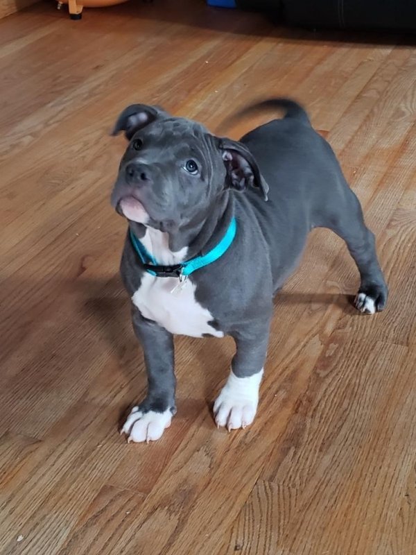 bullies ukc