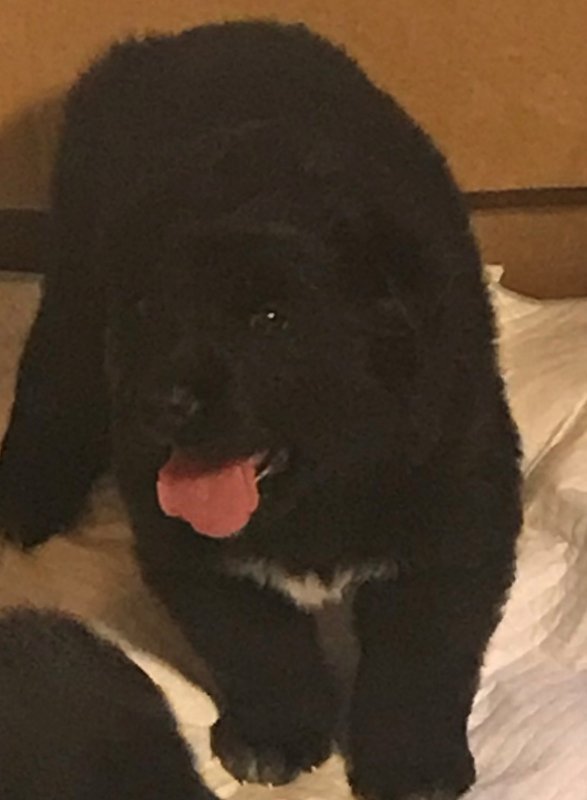 Chonker.jpg