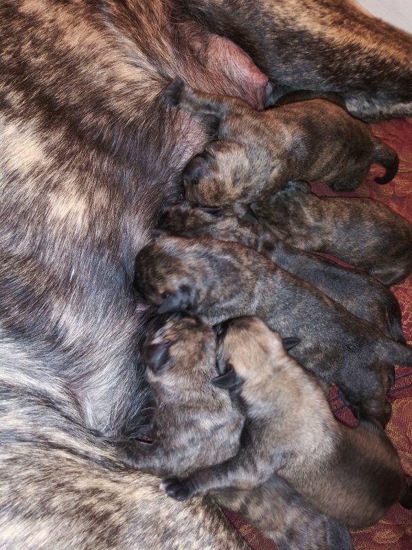 puppies.jpg