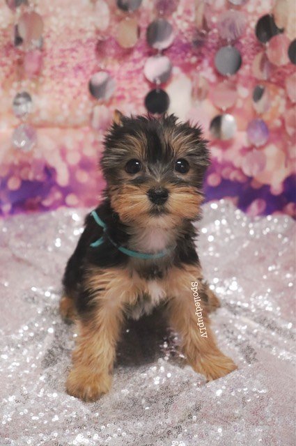 penelope2.jpeg