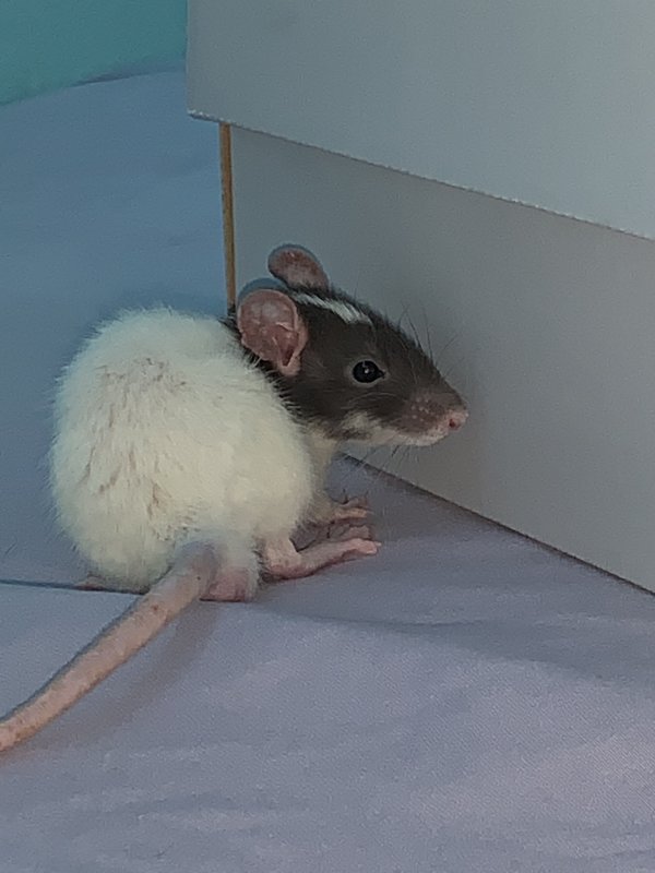 Pet Rats for Sale