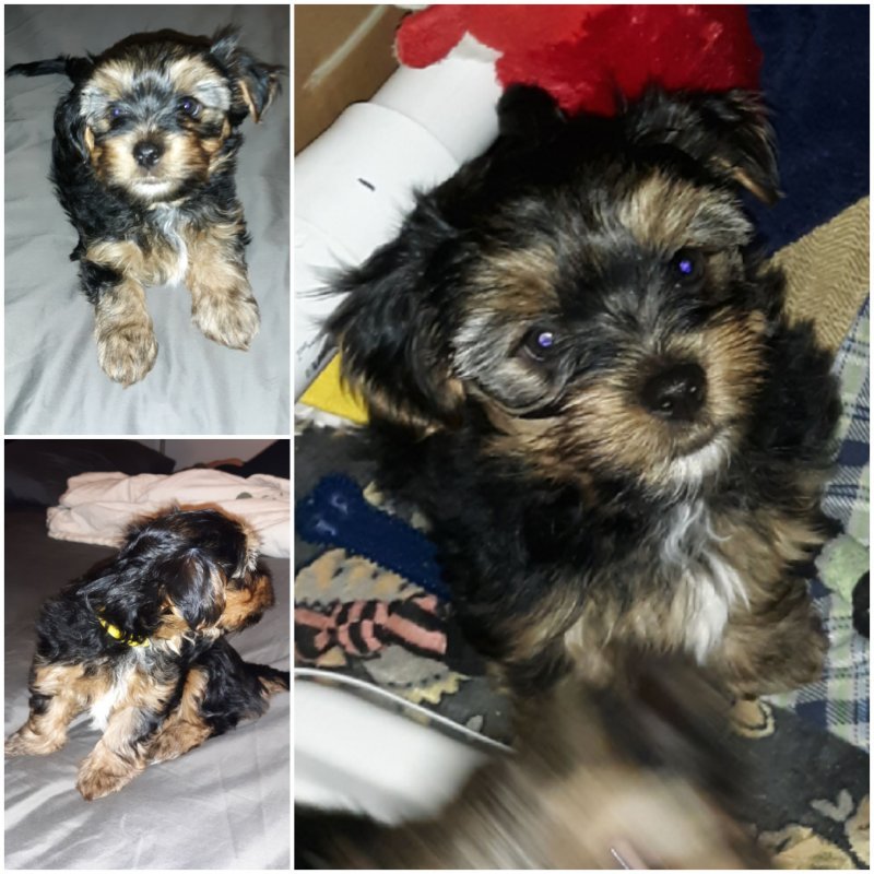 Dorkie Puppies Dachshund/Yorkie Mix
