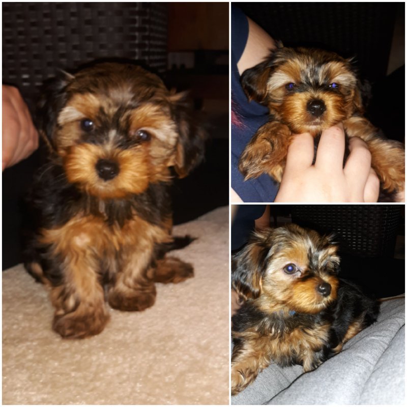 Dorkie Puppies Dachshund/Yorkie Mix