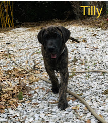 Tilly.PNG
