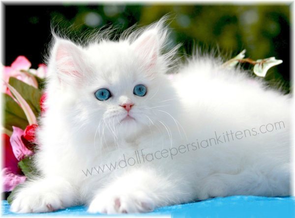 persian-cat2url.jpg