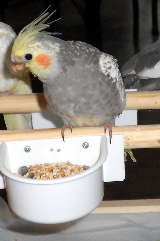 Cinnamon Pearl - offspring Scarlett09.jpg