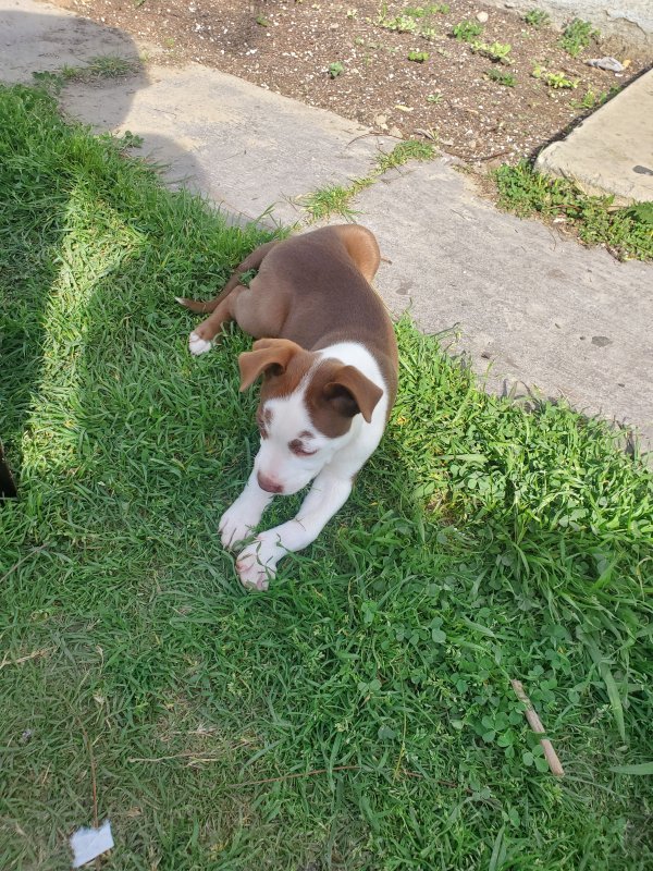 Husky/Pitbull Mix for Sale in Long Beach, California