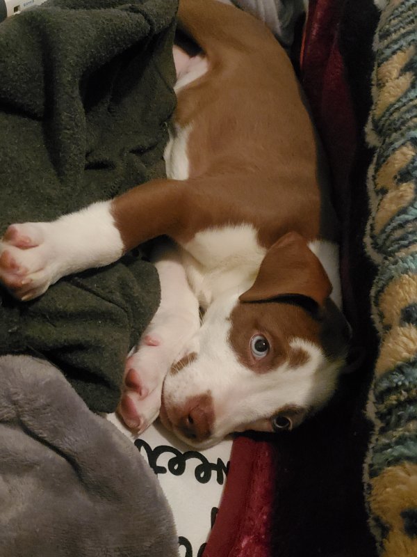 Husky/Pitbull Mix for Sale in Long Beach, California