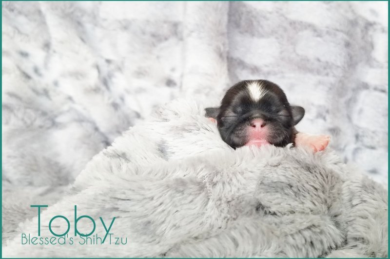 AKC Blessed Shih Tzu Toby 3 days old.jpg