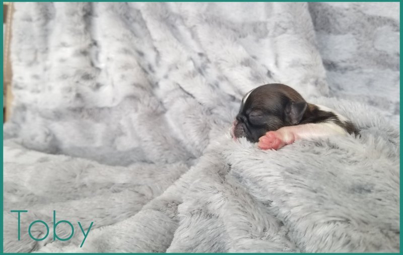 AKC Blessed Shih Tzu Toby 3 days old 1.jpg