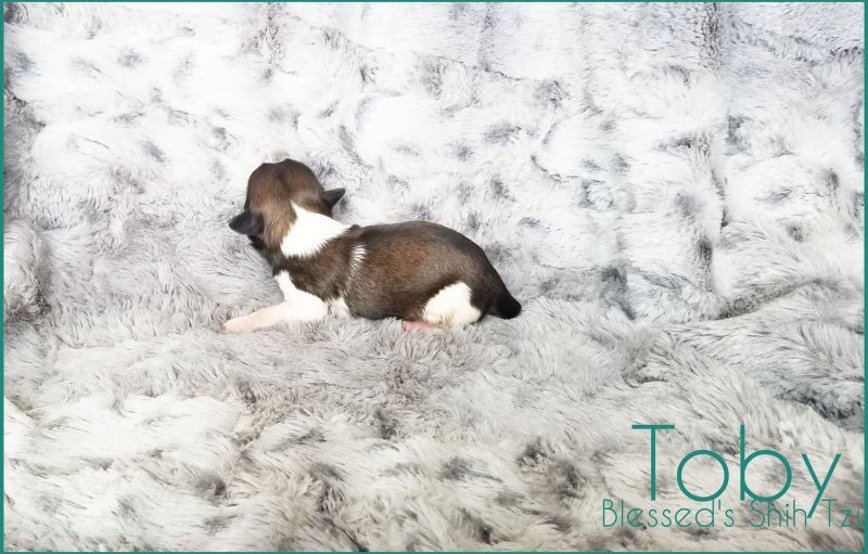 Blessed Shih Tzu AKC Toby 3 days old small breeder champion lines.jpg