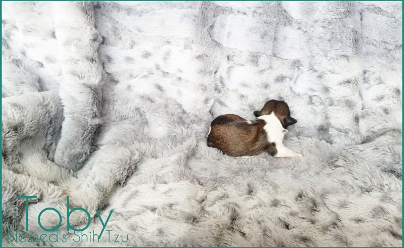 Blessed Shih Tzu AKC Toby 3 days old breeder champion pedigree for sale.jpg