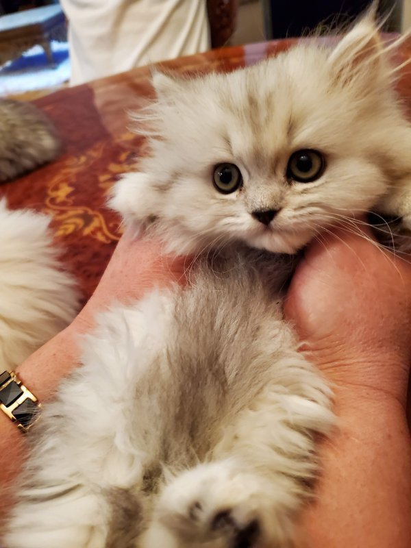 Doll Faced Persian Kittens