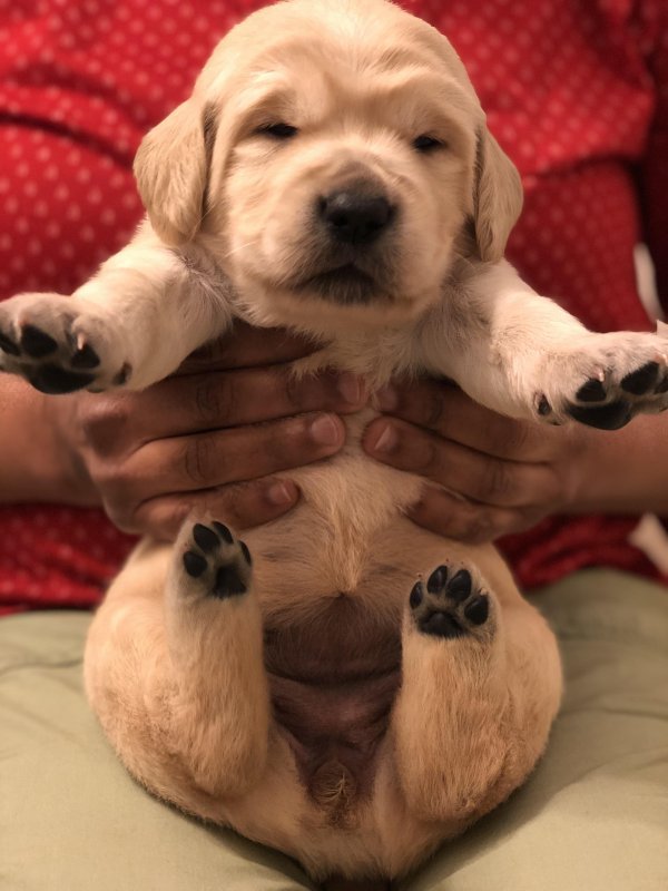 Puppies.jpg