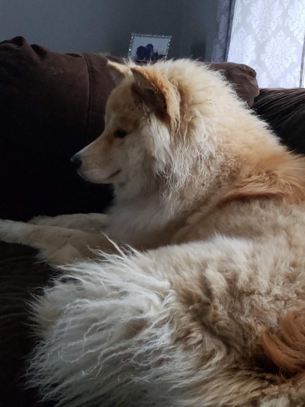 MISHKA.jpg