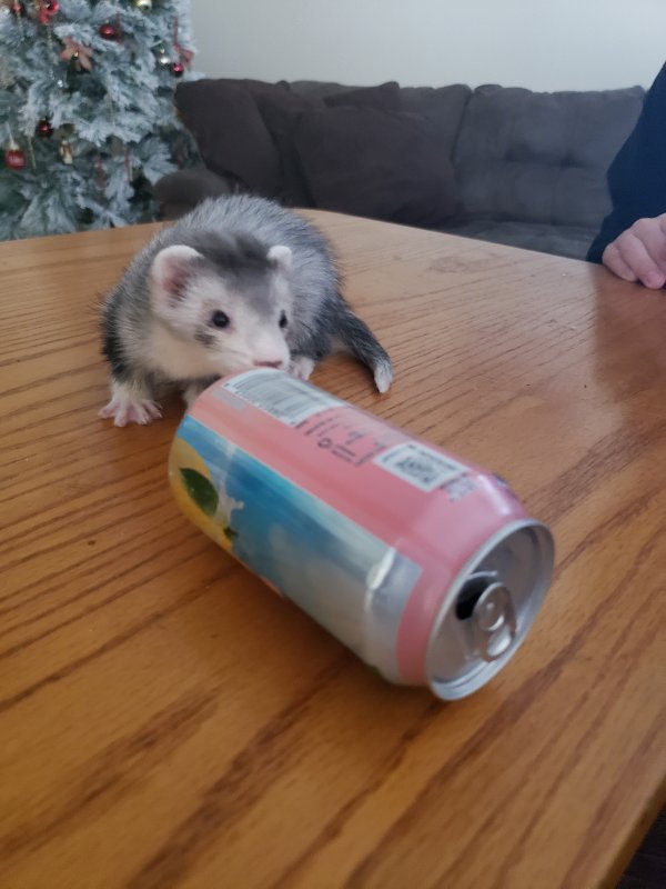 ferret 1.jpg